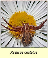 Xysticus cristatus, a crab spider