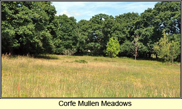 Corfe Mullen Meadows, Dorset