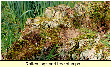 Rotten logs and tree stumps
