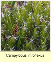 Campylopus introflexus