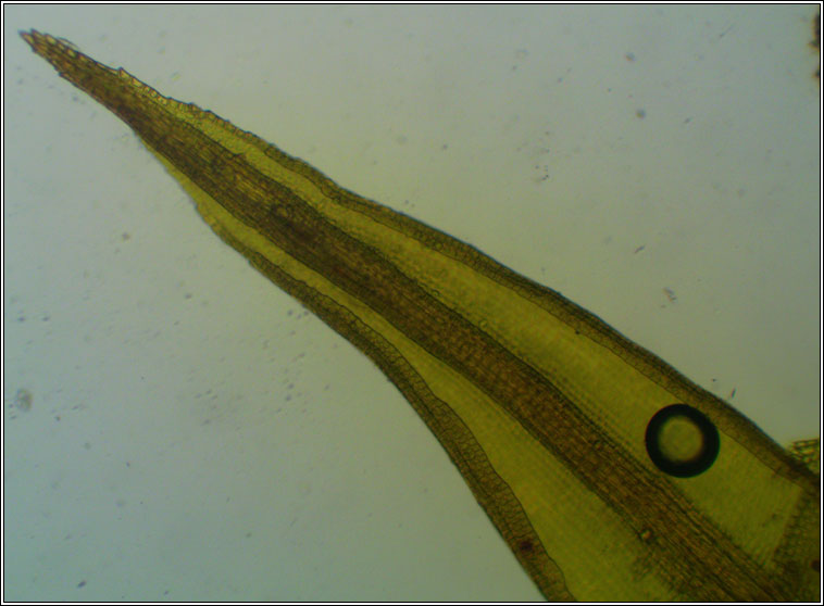 Ceratodon purpureus