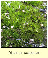 Dicranum scoparium