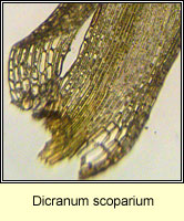Dicranum scoparium