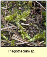 Plagiothecium sp