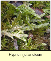 Hypnum jutlandicum