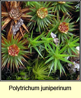Polytrichum juniperinum