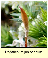 Polytrichum juniperinum