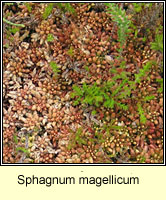 Sphagnum magellicum