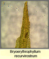 Bryoerythrophyllum recurvirostrum, Red Beard-moss
