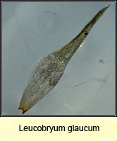 Leucobryum glaucum, Large White-moss
