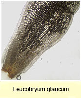 Leucobryum glaucum, Large White-moss