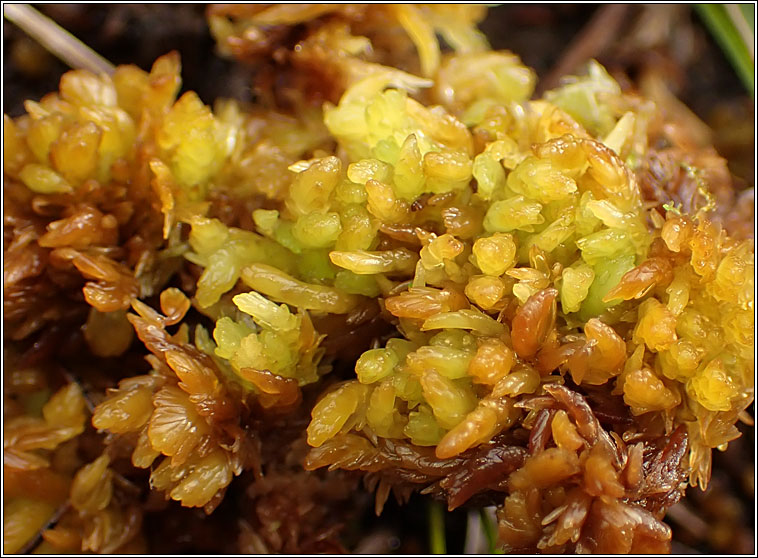 Sphagnum compactum, Compact Bog-moss