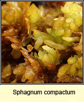 Sphagnum compactum, Compact Bog-moss