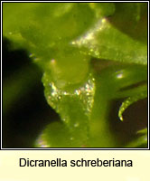 Dicranella schreberiana, Schreber's Forklet-moss