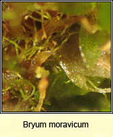 Bryum moravicum, Syed's Thread-moss