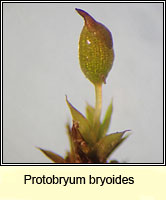 Protobryum bryoides, Tall Pottia