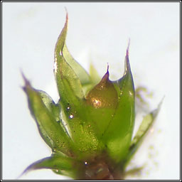 Tortula acaulon, Phascum cuspidatum, Cuspidate Earth-moss