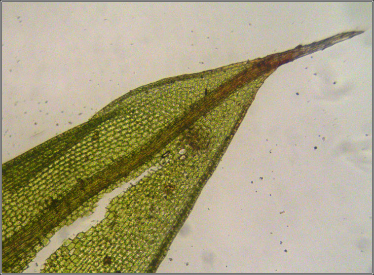 Tortula acaulon, Phascum cuspidatum, Cuspidate Earth-moss