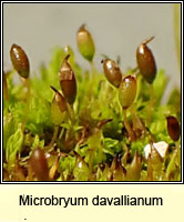 Microbryum davallianum, Smallest Pottia