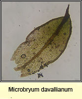Microbryum davallianum, Smallest Pottia
