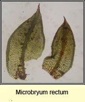 Microbryum rectum, Upright Pottia