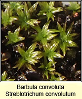 Barbula convoluta, Lesser Bird's-claw Beard-moss