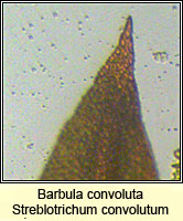 Barbula convoluta, Lesser Bird's-claw Beard-moss