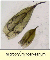 Microbryum floerkeanum