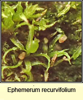 Ephemerum recurvifolium, Strap-leaved earth-moss