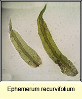 Ephemerum recurvifolium, Strap-leaved earth-moss