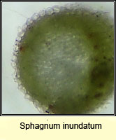 Sphagnum inundatum, Lesser Cow-horn Bog-moss