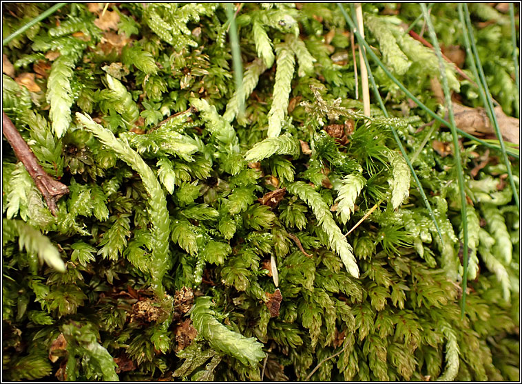 Plagiothecium undulatum, Waved Silk-moss