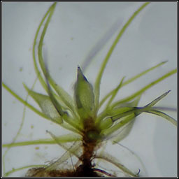 Pleuridium acuminatum, Taper-leaved Earth-moss