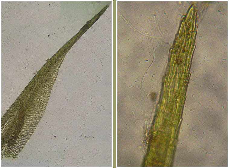 Pleuridium acuminatum, Taper-leaved Earth-moss