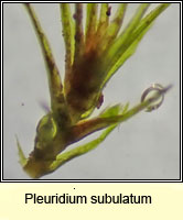 Pleuridium subulatum, Awl-leaved Earth-moss