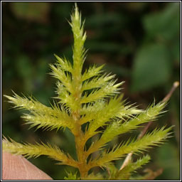 Homalothecium lutescens, Yellow Feather-moss