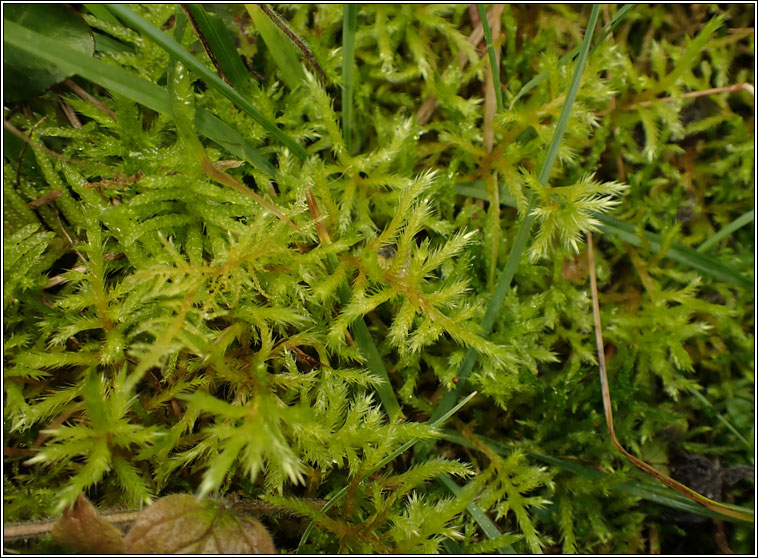 Homalothecium lutescens, Yellow Feather-moss