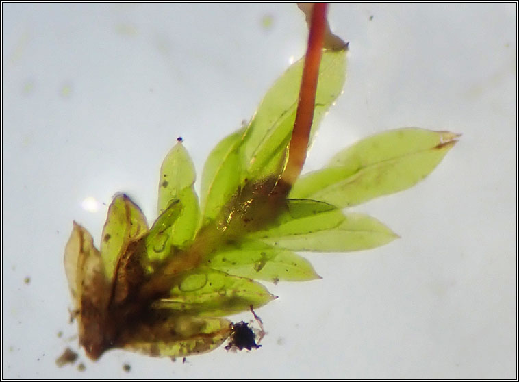Fissidens incurvus, Short-leaved Pocket-moss