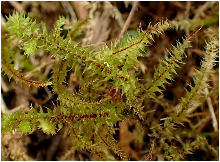 Rhytidiadelphus triquetrus, Big Shaggy-moss