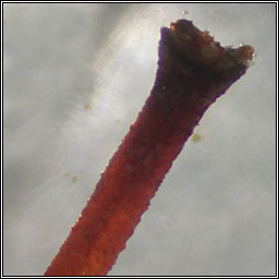 Eurhynchium striatum, Common Striated Feather-moss