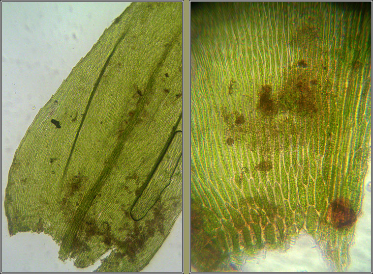 Eurhynchium striatum, Common Striated Feather-moss