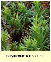 Polytrichum formosum