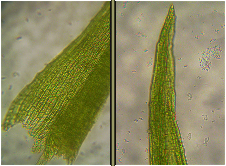 Dicranella varia, Variable Forklet-moss