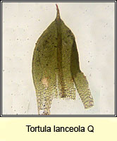 Tortula lanceola Q, Lance-leaved Pottia