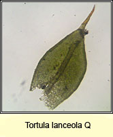 Tortula lanceola Q, Lance-leaved Pottia