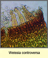 Weissia controversa, Green-tufted Stubble-moss