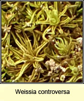 Weissia controversa, Green-tufted Stubble-moss