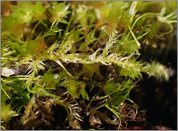 Brachythecium albicans, Whitish Feather-moss