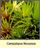 Campylopus flexuosus, Rusty Swan-neck Moss