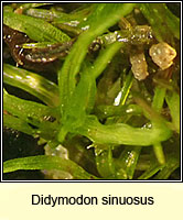 Didymodon sinuosus, Wavy Beard-moss